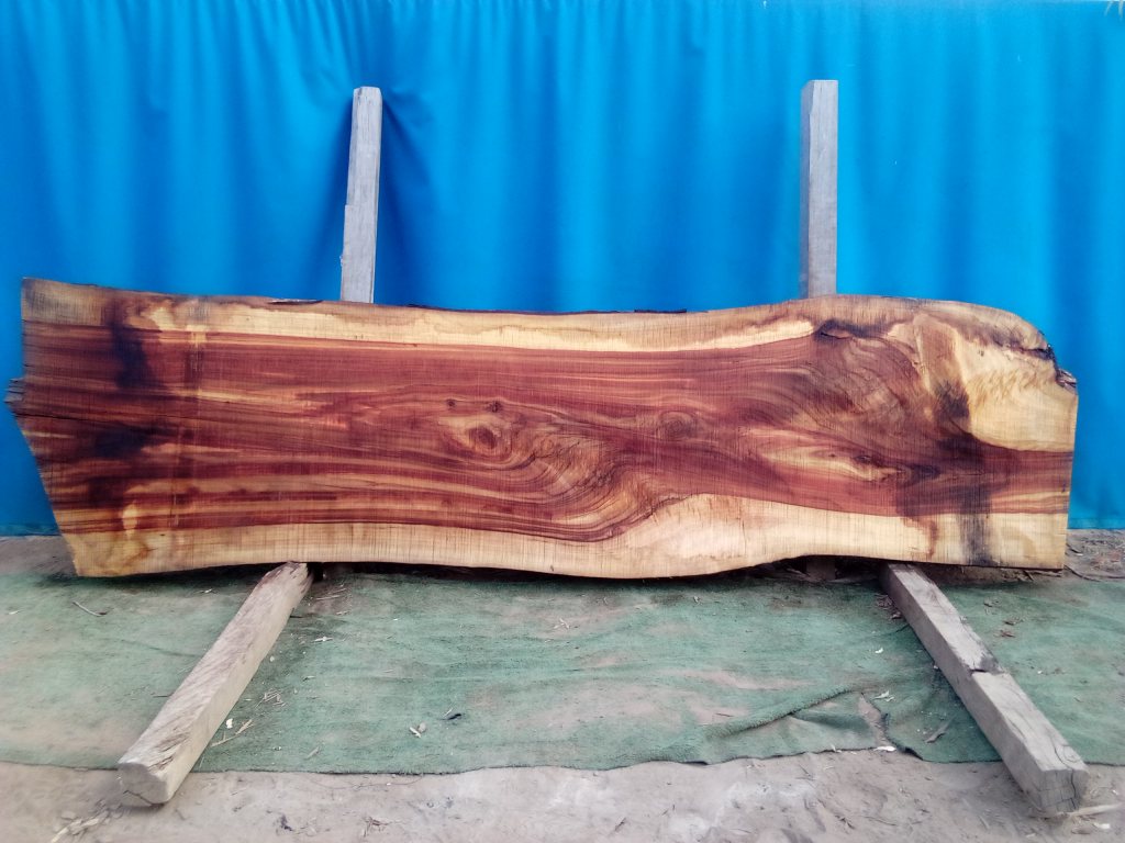 Camphor Laurel (TS954CL)