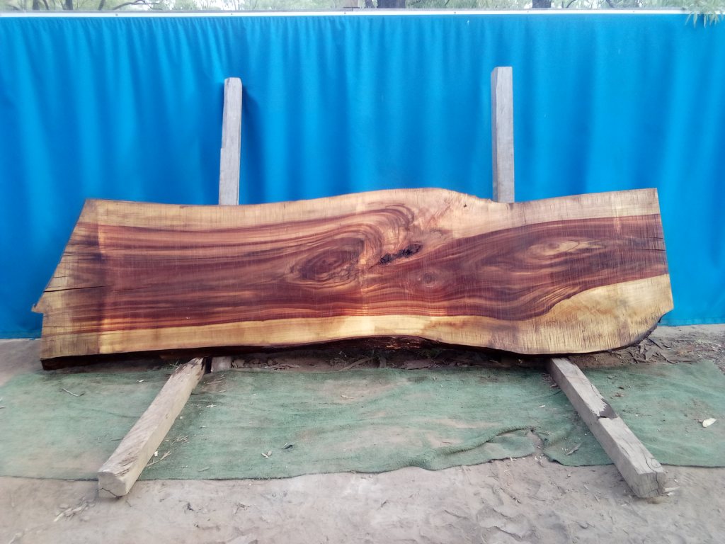 Camphor Laurel (TS954CL)