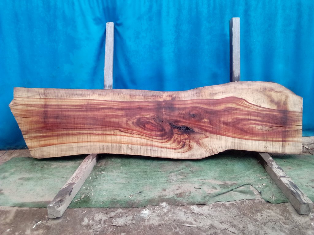 Camphor Laurel (TS955CL)