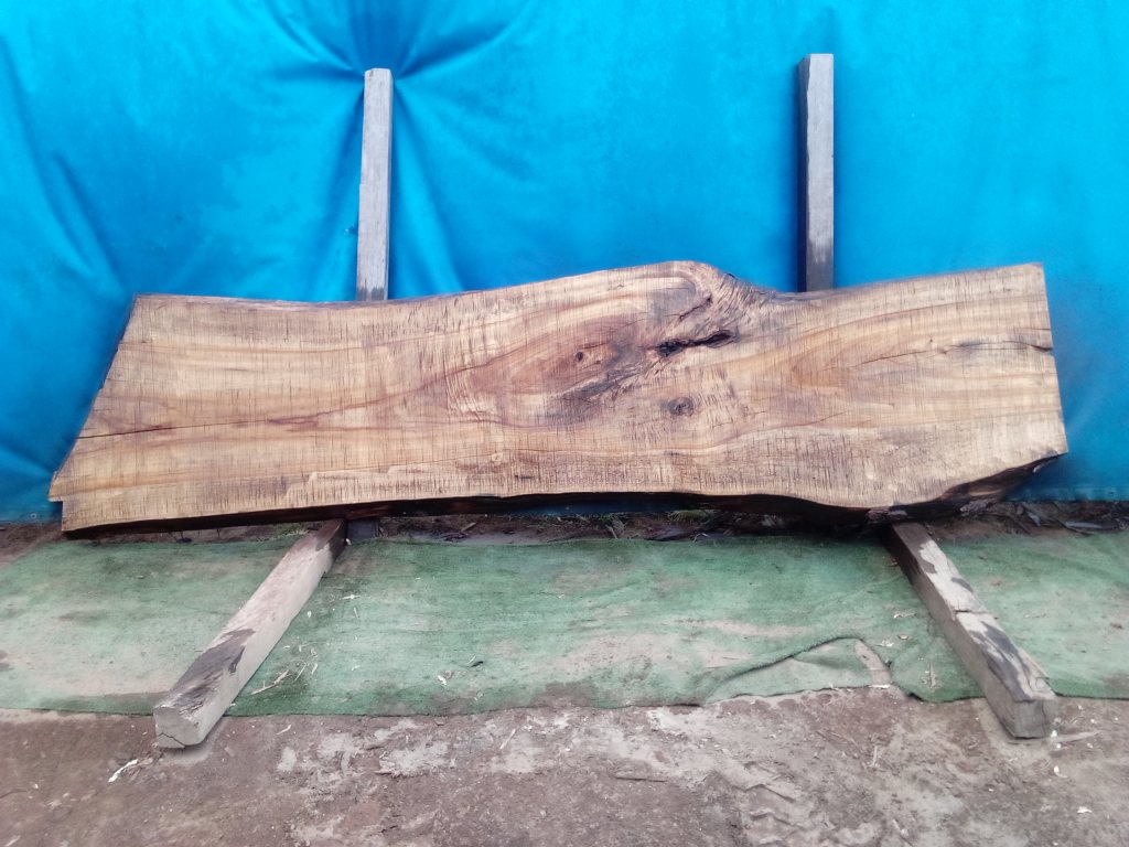 Camphor Laurel (TS955CL)