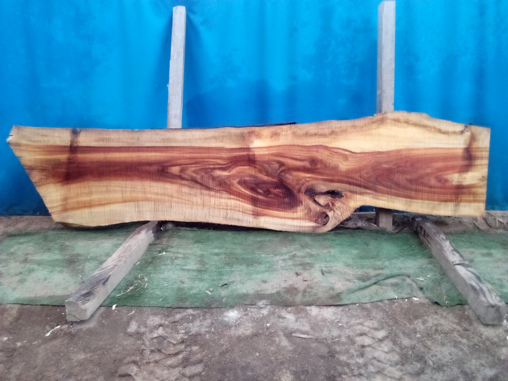 Camphor Laurel (TS956CL)