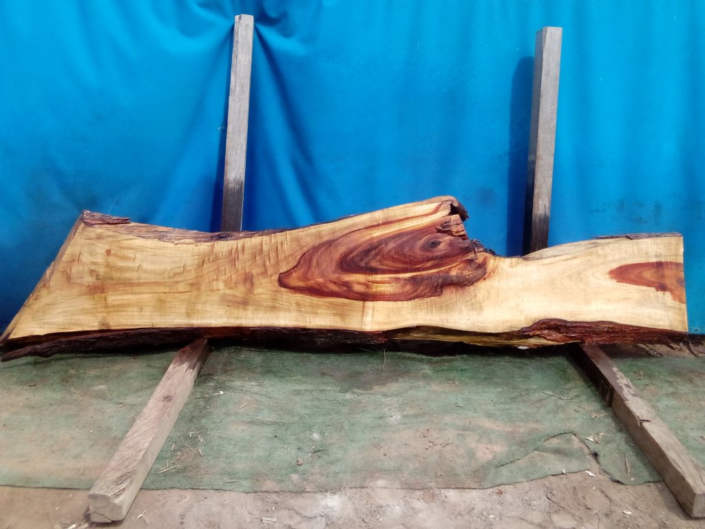 Camphor Laurel (TS957CL)