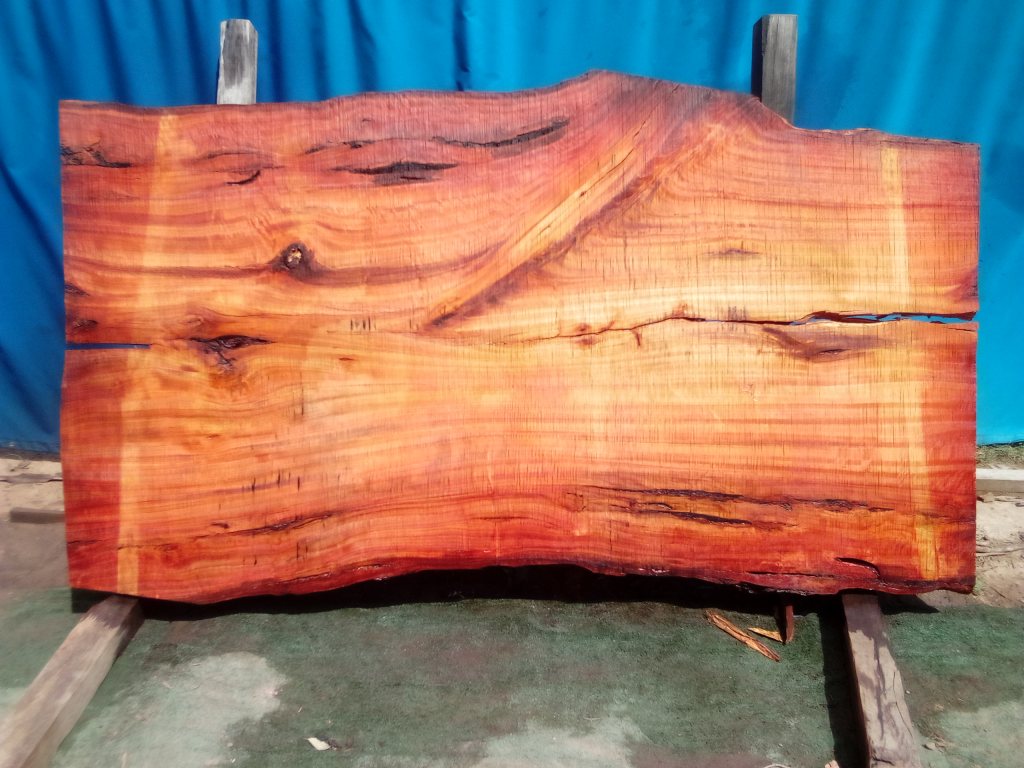 Sydney Blue Gum (TS959SBG)