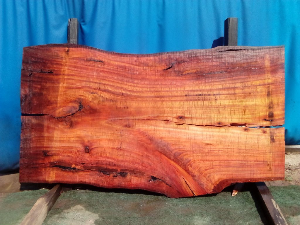 Sydney Blue Gum (TS959SBG)