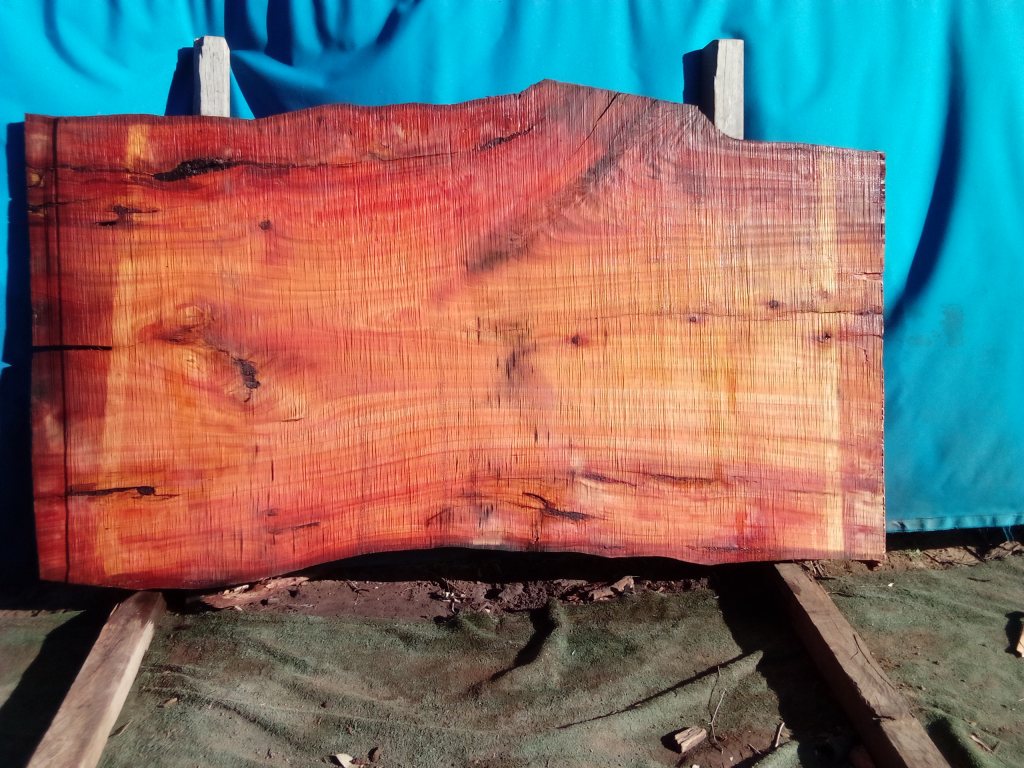 Sydney Blue Gum (TS960SBG)