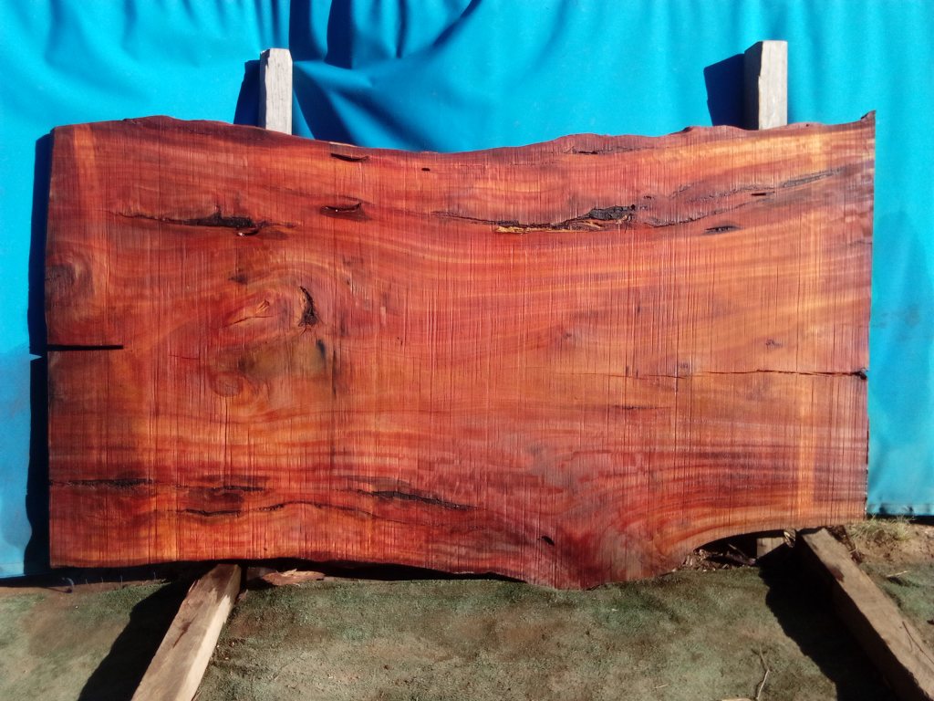 Sydney Blue Gum (TS960SBG)