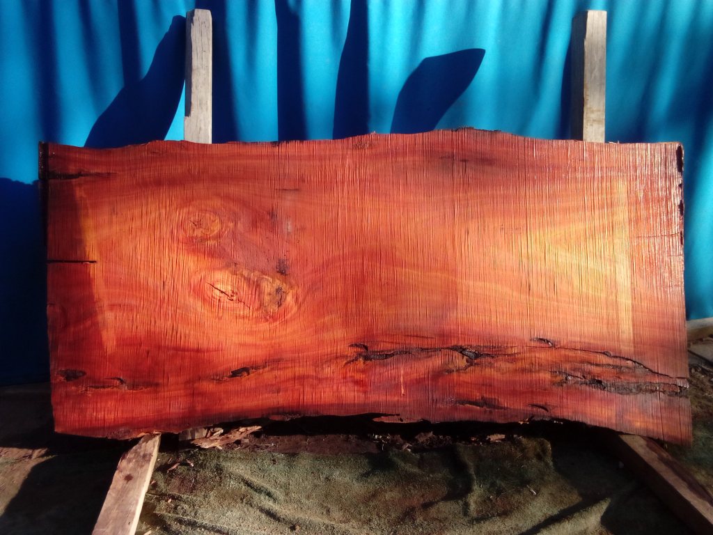 Sydney Blue Gum (TS961SBG)