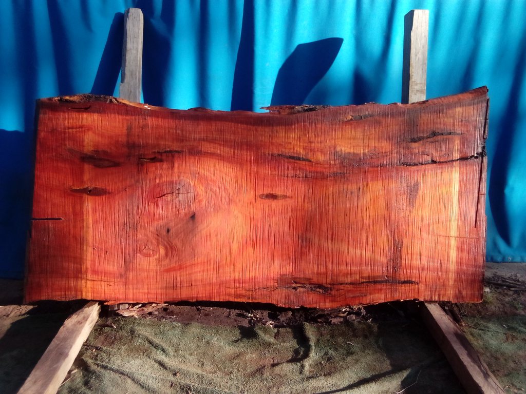 Sydney Blue Gum (TS961SBG)