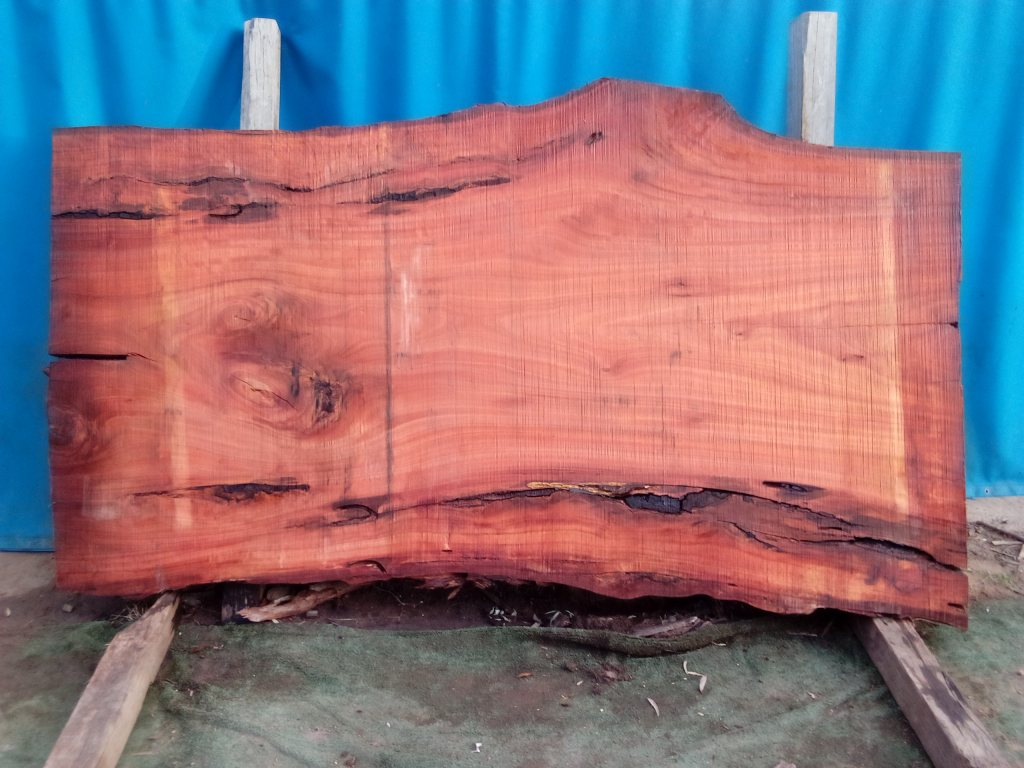 Sydney Blue Gum (TS962SBG)