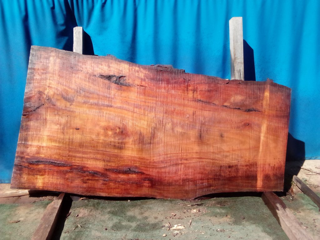 Sydney Blue Gum (TS963SBG)