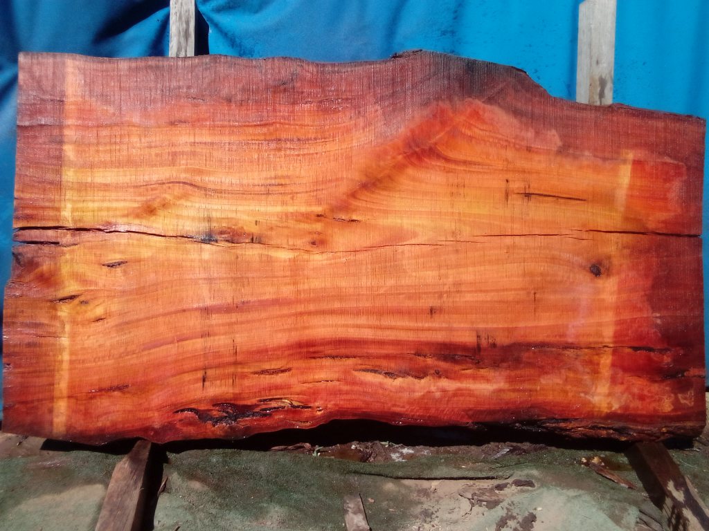 Sydney Blue Gum (TS964SBG)