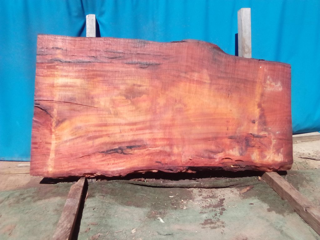 Sydney Blue Gum (TS965SBG)