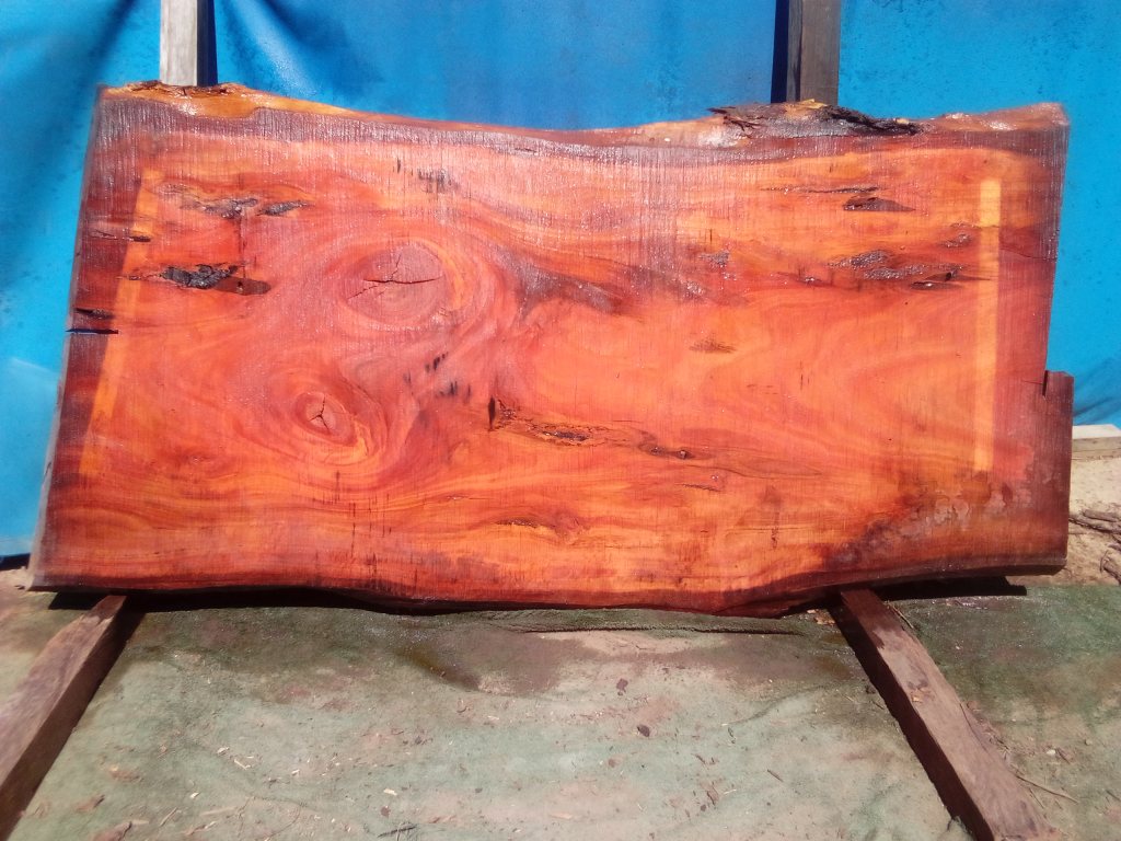 Sydney Blue Gum (TS966SBG)