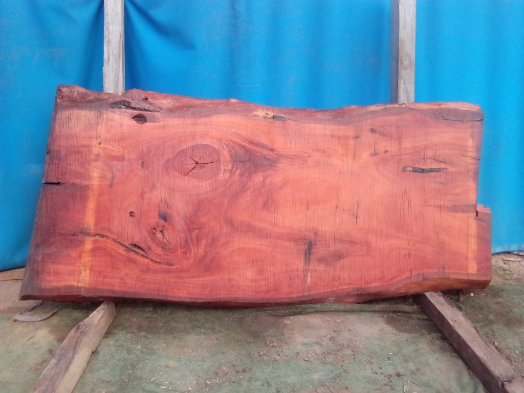 Sydney Blue Gum (TS967SBG)