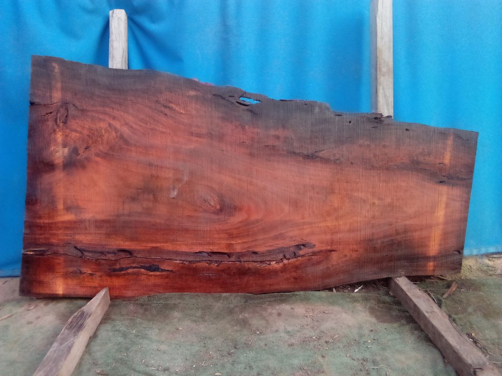 Sydney Blue Gum (TS968SBG)