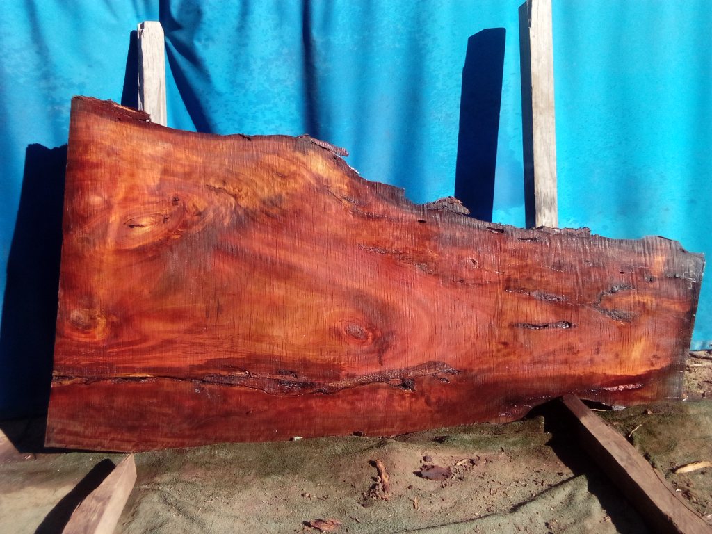 Sydney Blue Gum (TS969SBG)