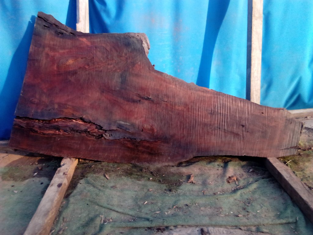 Sydney Blue Gum (TS970SBG)