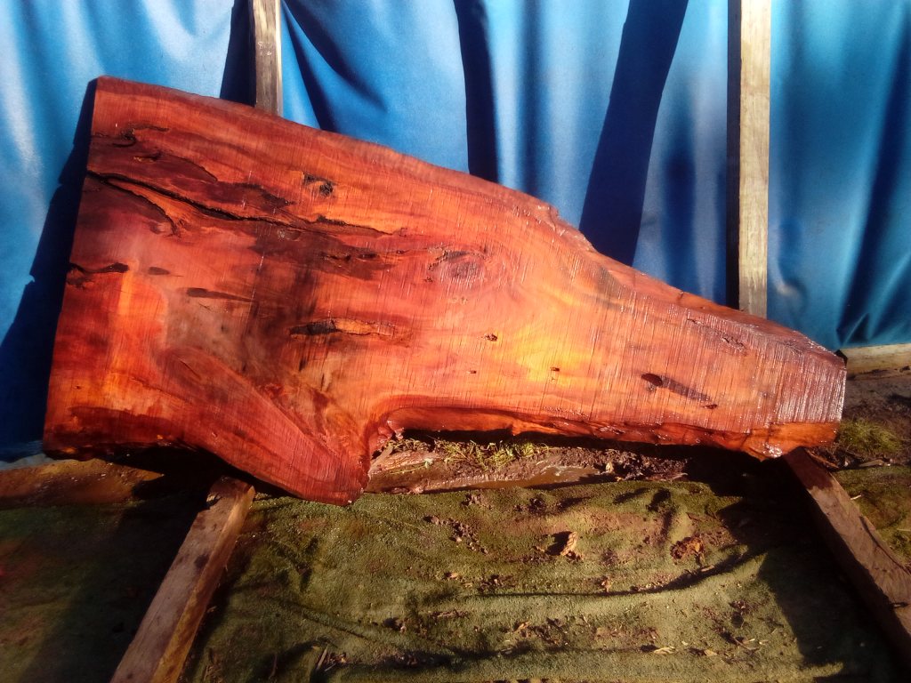 Sydney Blue Gum (TS970SBG)