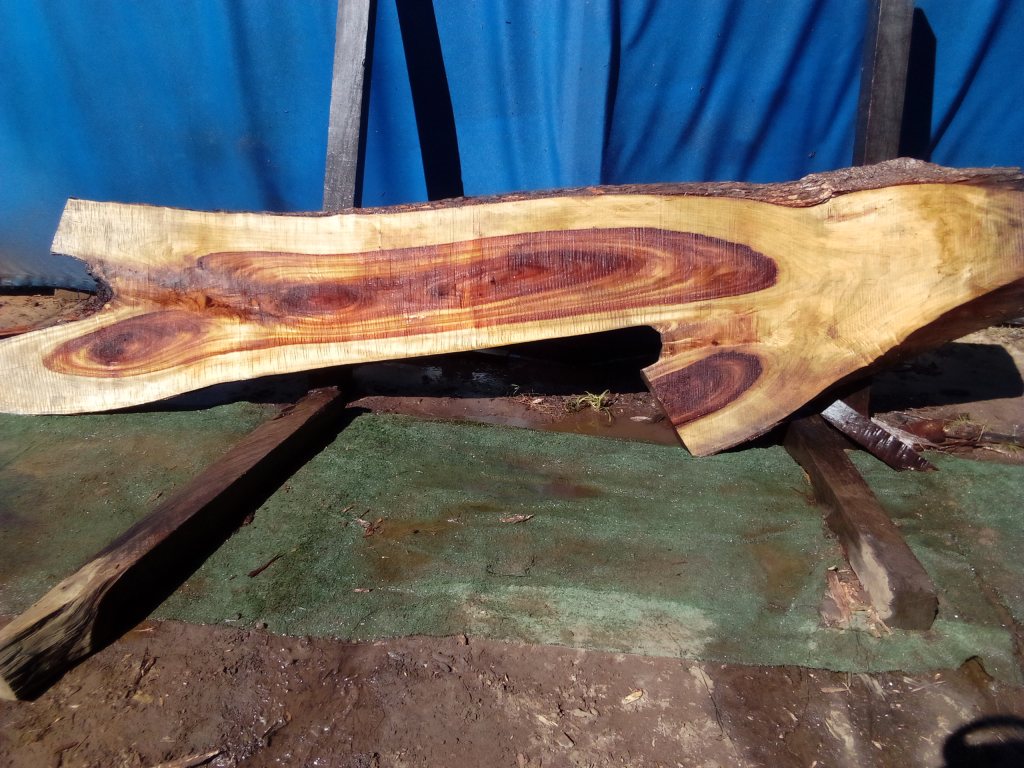 Camphor Laurel (TS984CL)