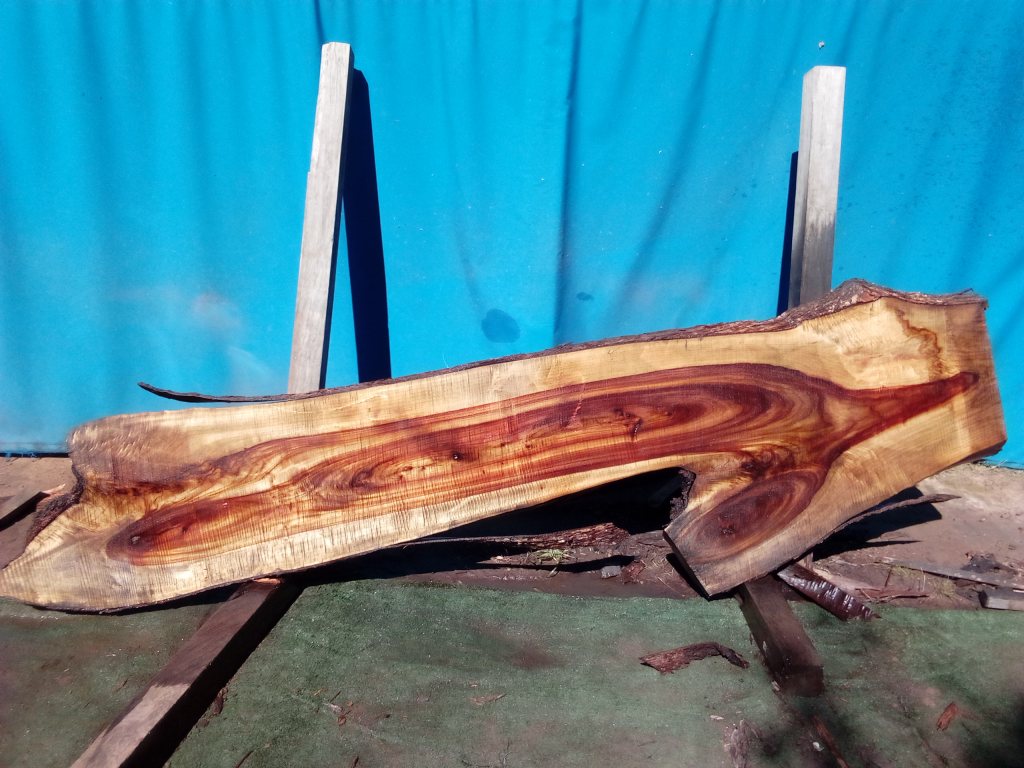 Camphor Laurel (TS985CL)