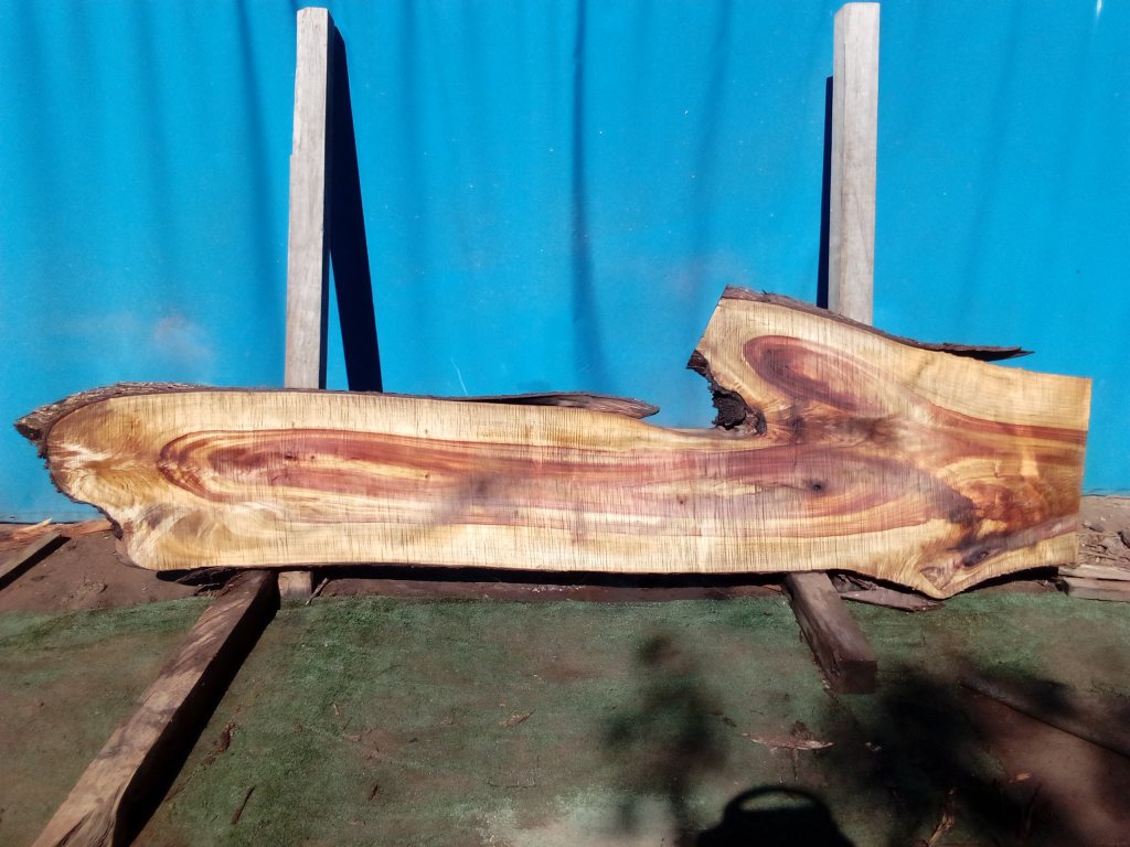 Camphor Laurel (TS985CL)