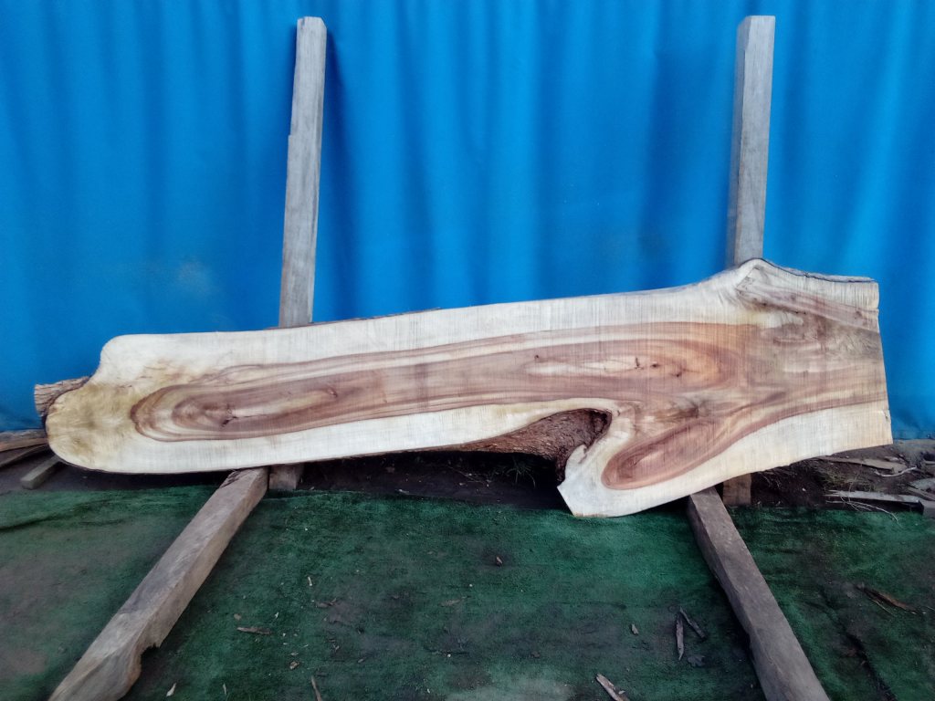 Camphor Laurel (TS986CL)