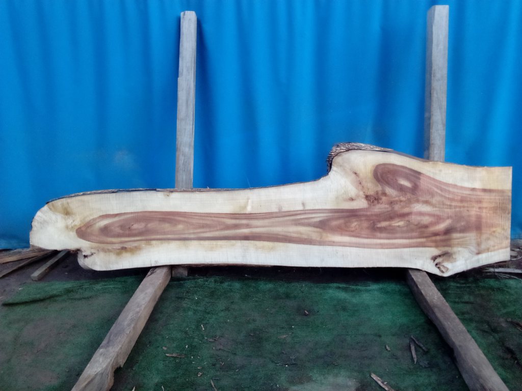 Camphor Laurel (TS986CL)