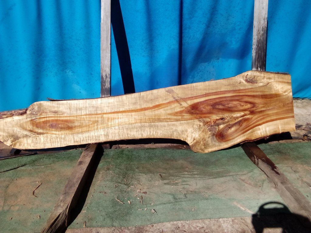 Camphor Laurel (TS987CL)