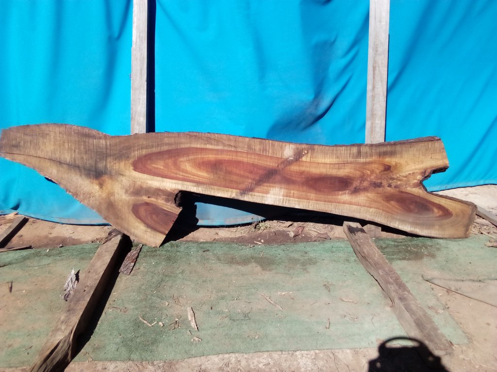 Camphor Laurel (TS988CL)