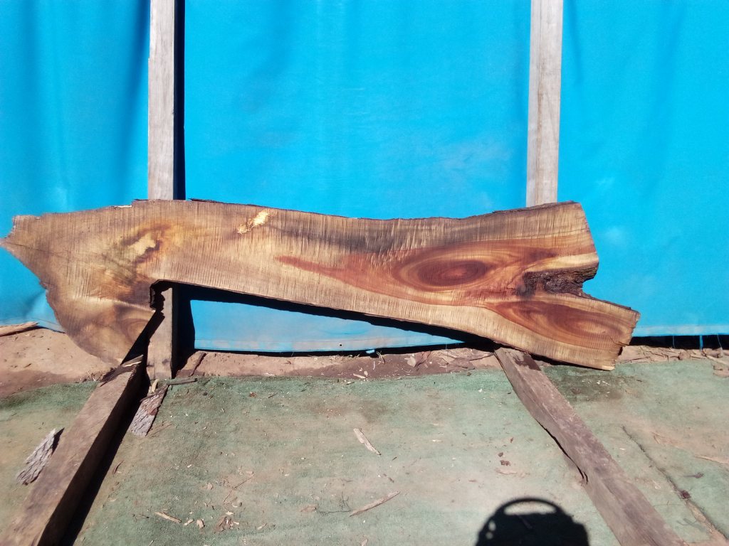 Camphor Laurel (TS989CL)