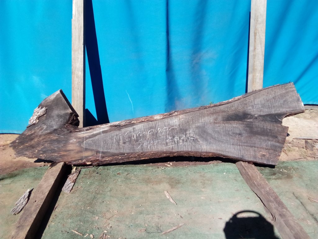 Camphor Laurel (TS989CL)