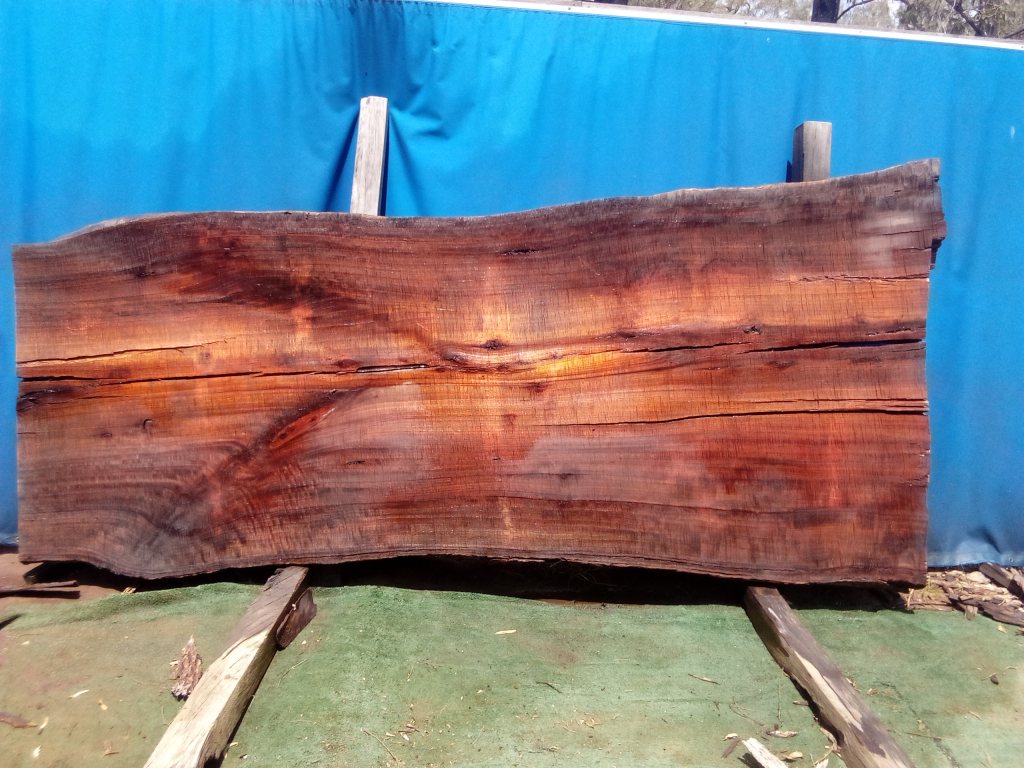 Sydney Blue Gum (TS990SBG)