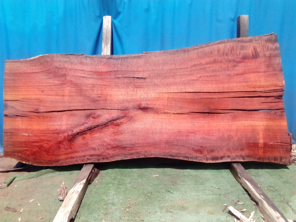 Sydney Blue Gum (TS990SBG)