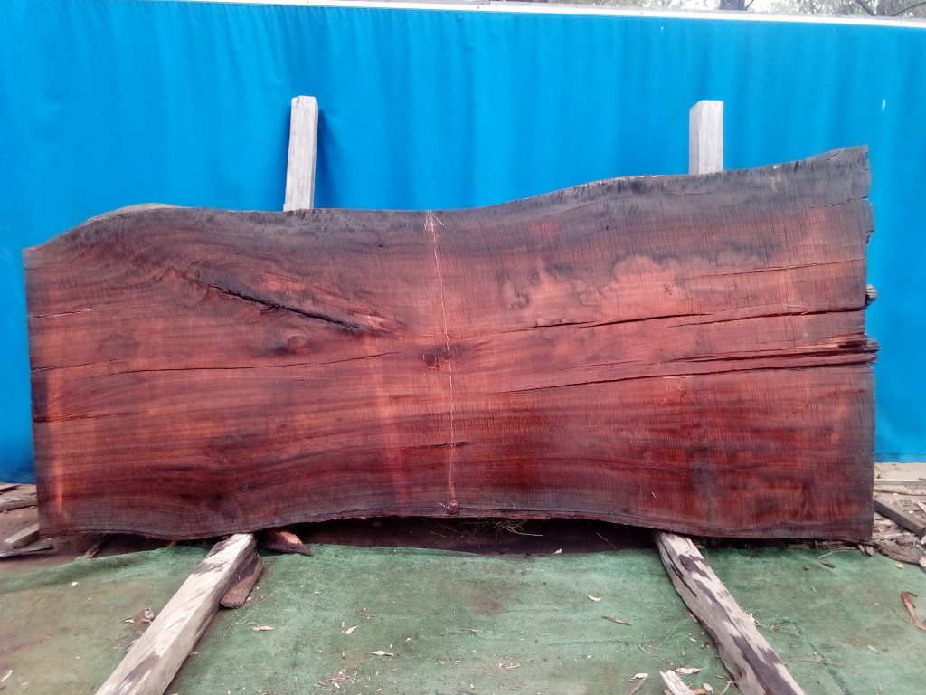 Sydney Blue Gum (TS991SBG)
