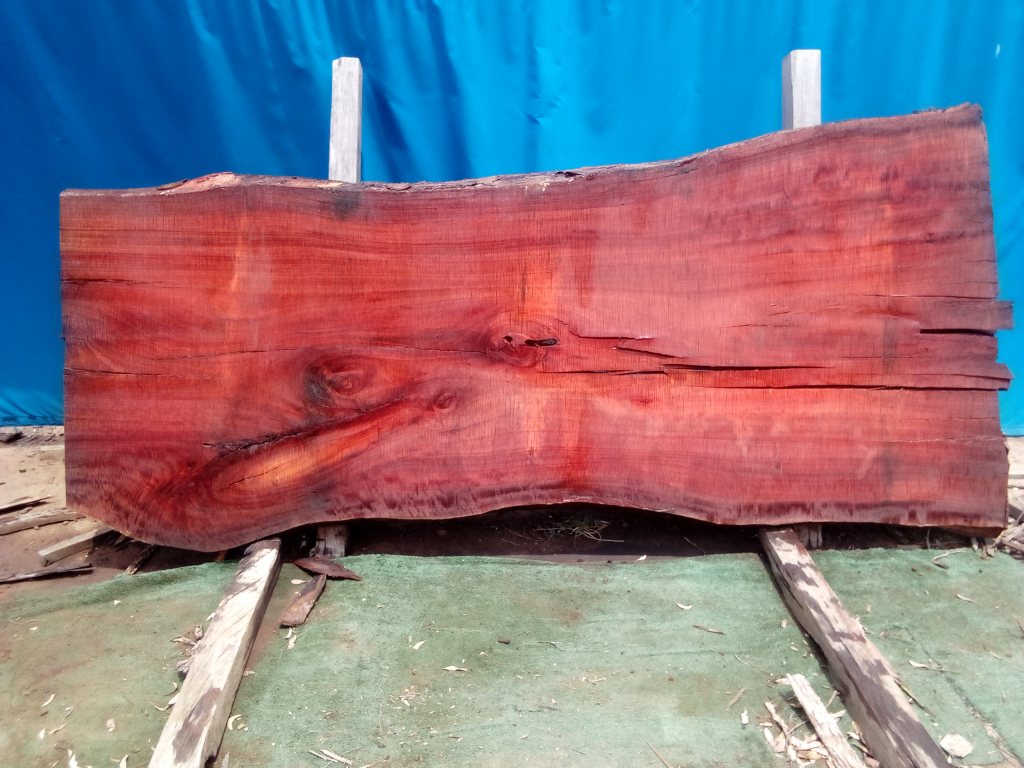 Sydney Blue Gum (TS991SBG)