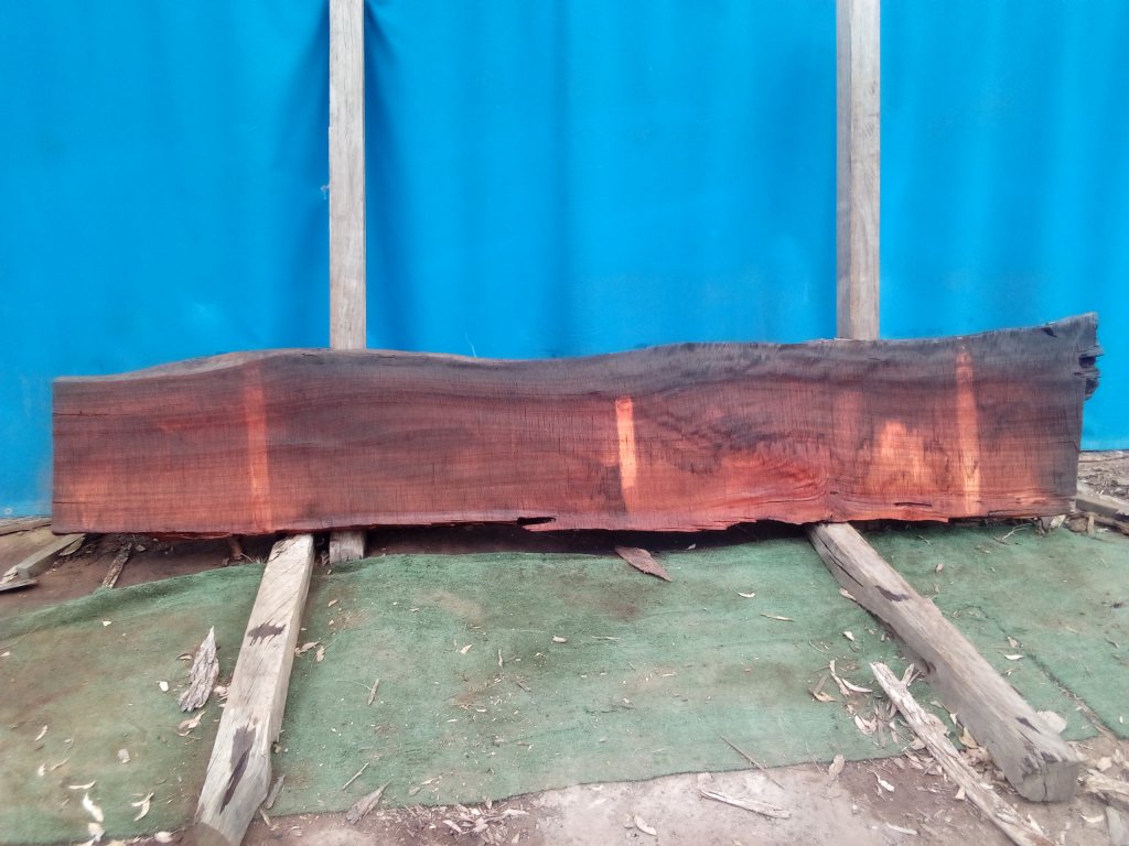 Sydney Blue Gum (TS992SBG)