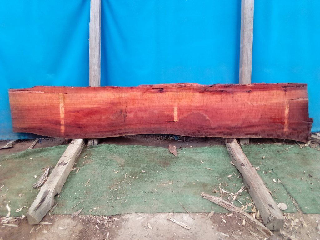 Sydney Blue Gum (TS992SBG)